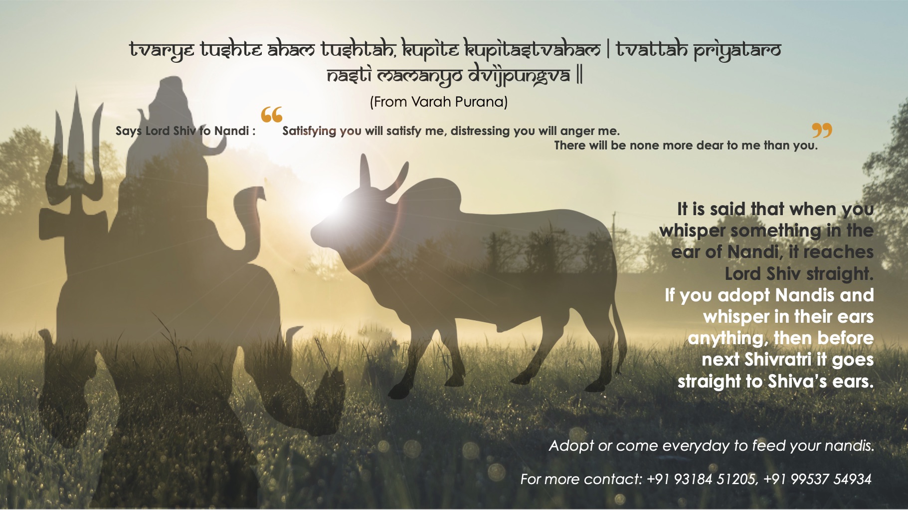 Save a Cow | Dhyan Foundation