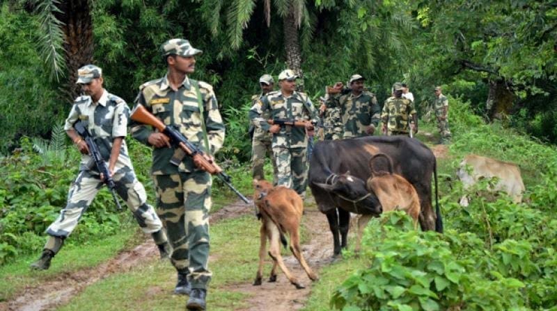 BSF jawans escorting cattle rescued from smugglers at the border