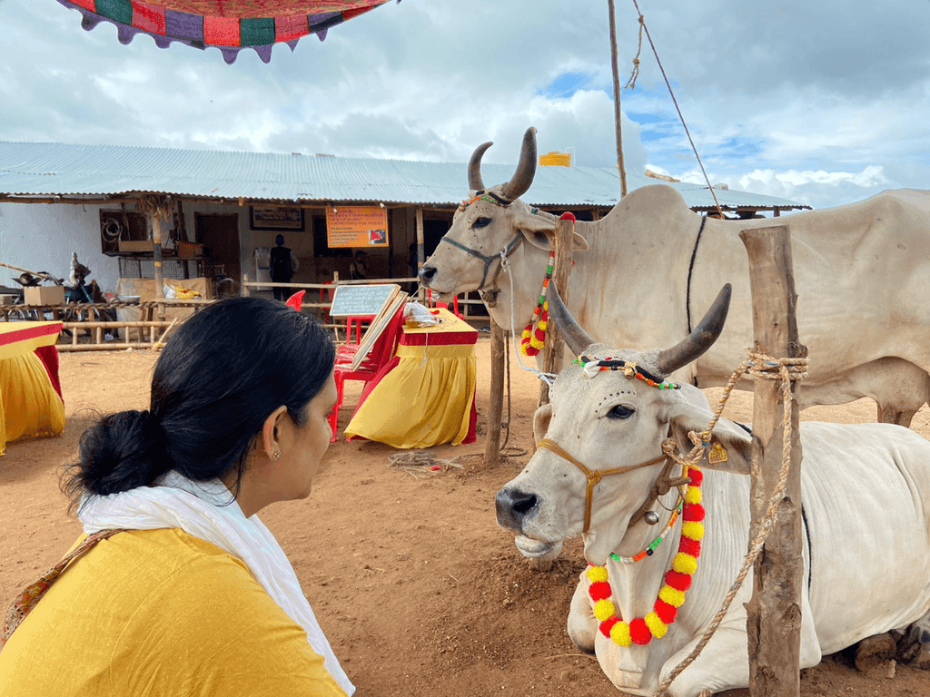 Decorated Nandis at a Dhyan Foundation gaushala