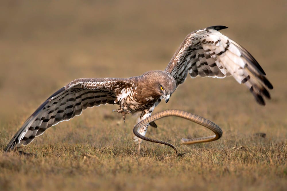 THE SNAKE AND THE EAGLE