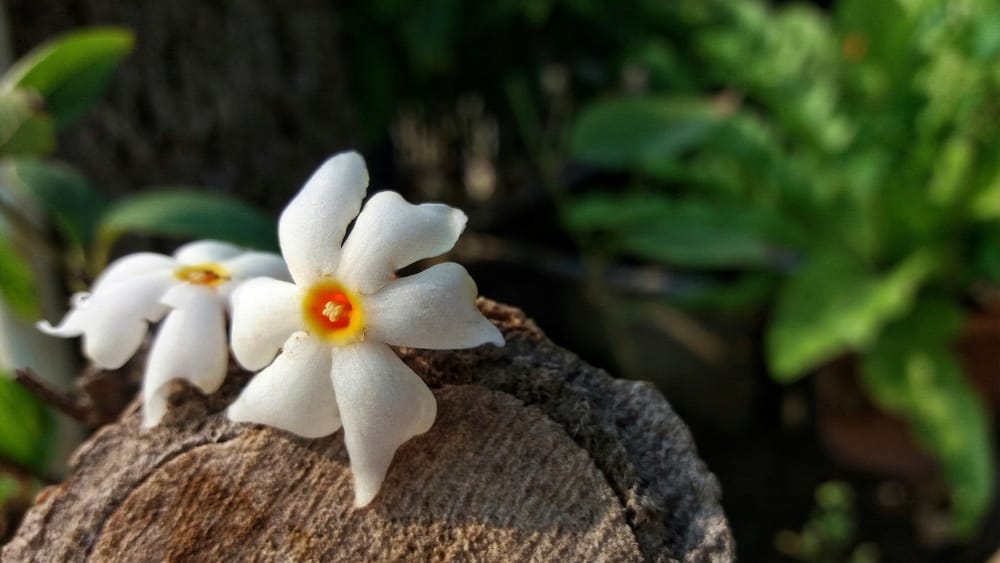 Parijat, the Divine Flower