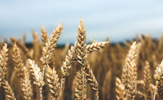 Vedic Agricultural Practices