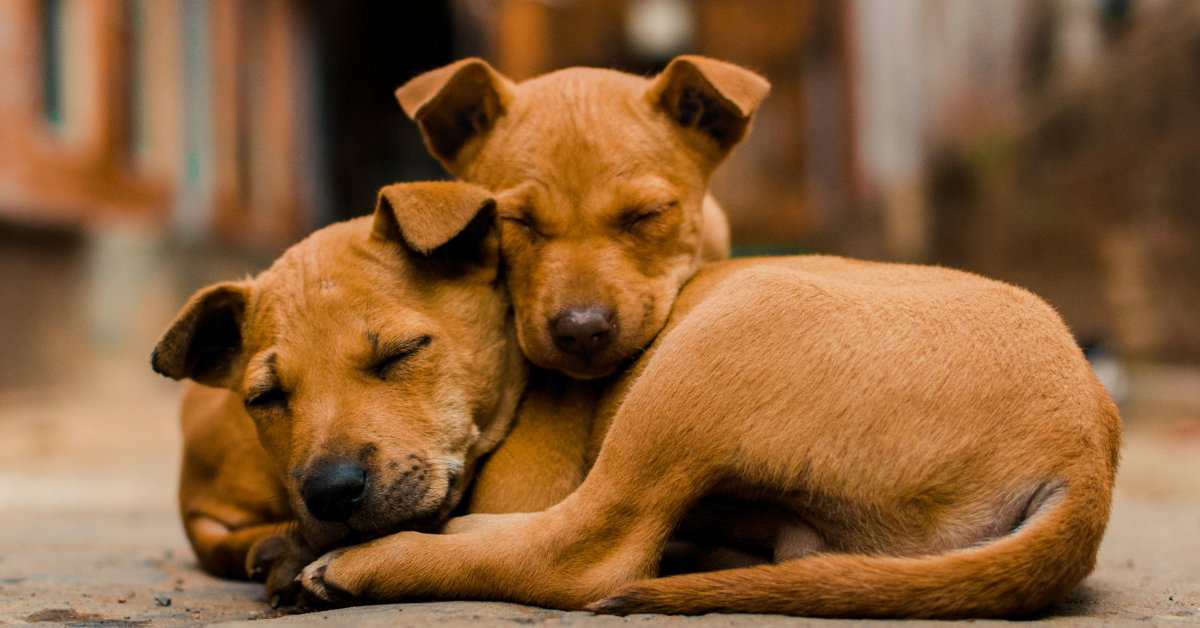 Dogs get cozy in the winter