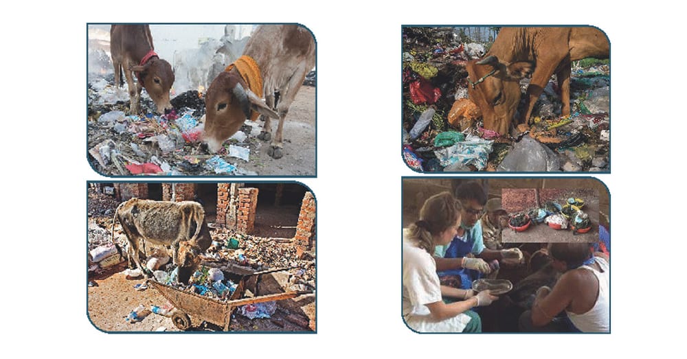 Clean Your City, Clean Your System