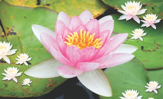 Self-Healing Technique