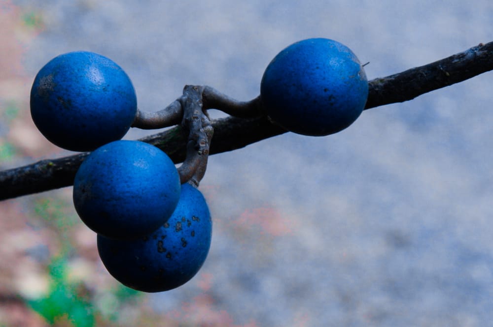 RUDRAKSHA, THE BLUE MARBLE