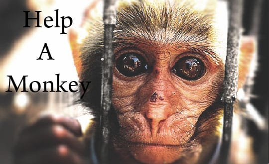 Help A Monkey