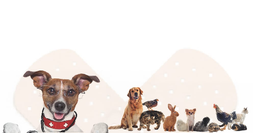 How To Help An Injured Animal