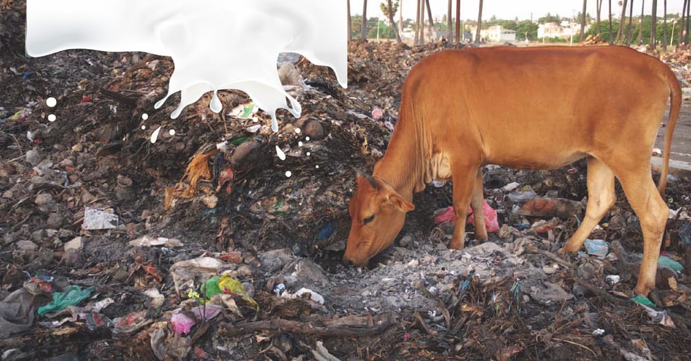 How Do You Like Your Milk: Toxic Or Deathly?