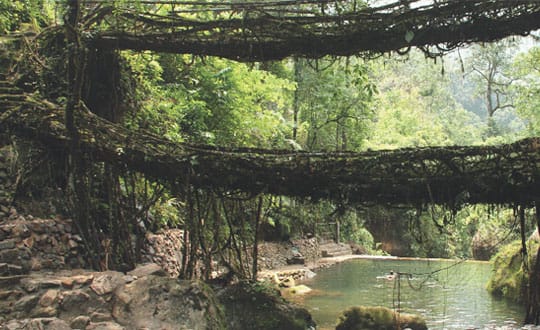 Living Bridges Of India