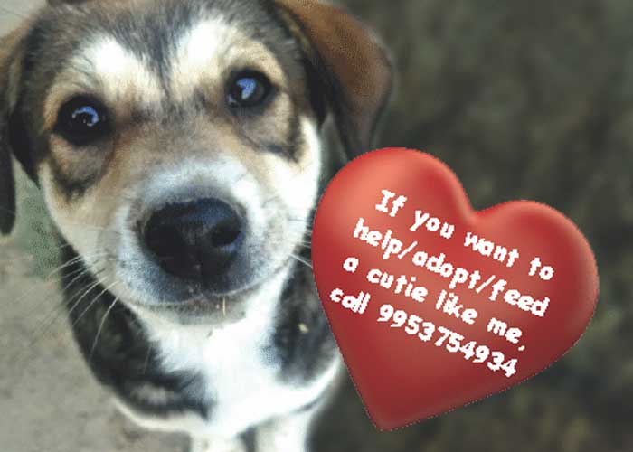 Manage your stray best friends the way they like