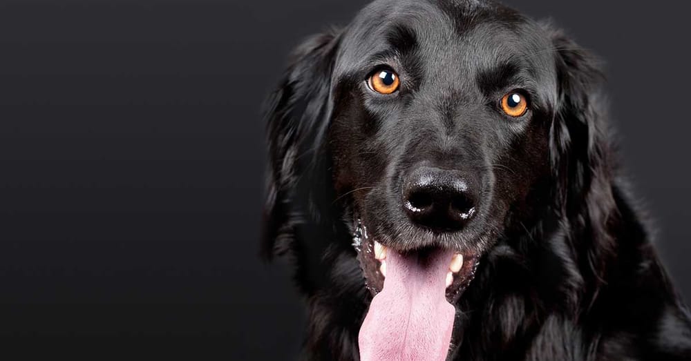 Natural Antidote to Ticks