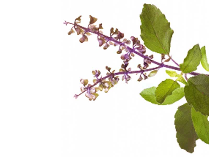 Rejuvenating Rasayanas