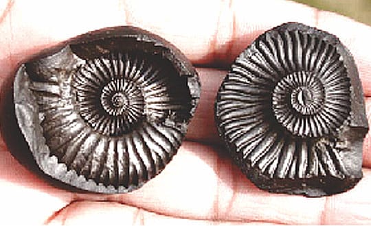 The Shakti Of A Woman