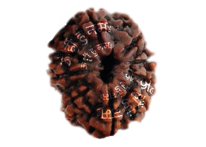 Shakti Rudraksha