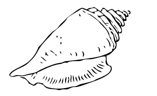 Everything about the Conch Shell