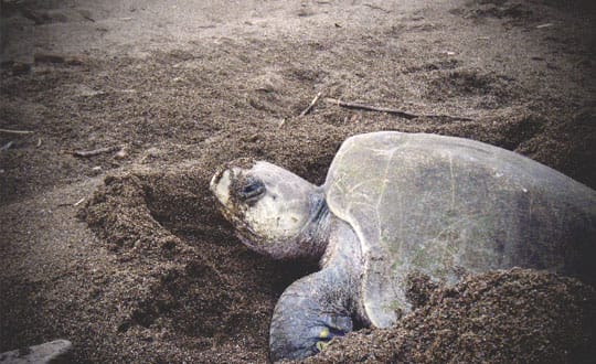 Sea Turtles, Vulnerable