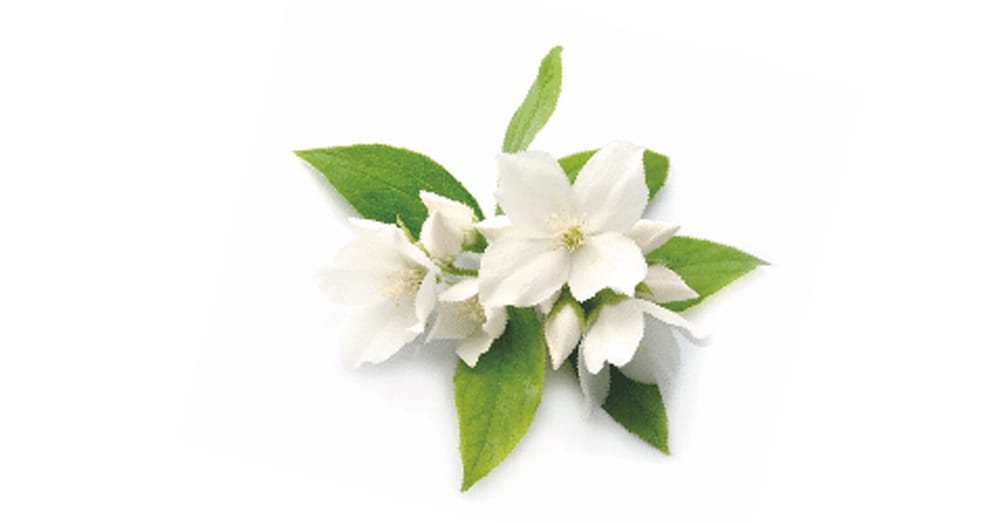 The Colour White And Its Significance