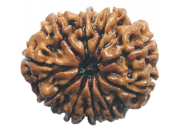 Ten Mukhi Rudraksha