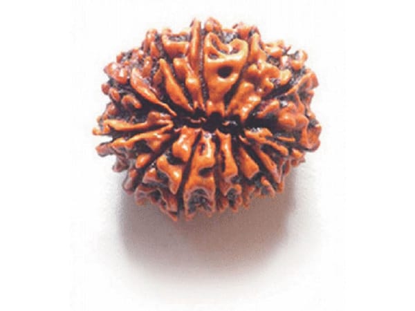 Twelve Mukhi Rudraksha