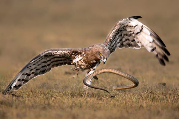 THE SNAKE AND THE EAGLE