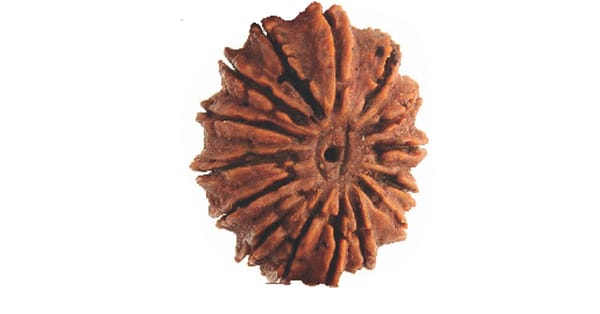 Everything to know about fifteen mukhi Rudraksh