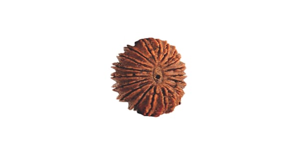 All You Need To Know: Twenty Mukhi Rudraksha