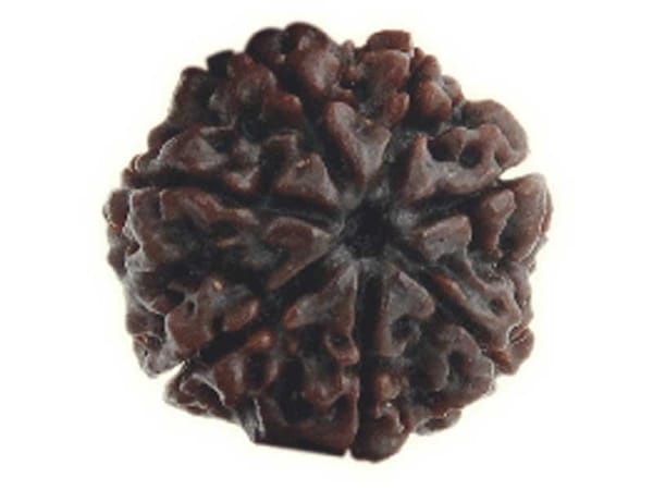 Seven Mukhi Rudraksh