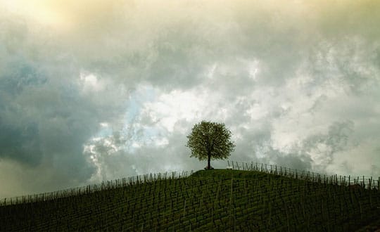 8 Ways To Save A Tree (or at least part of it)