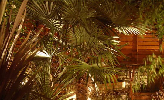 Indoor Plants That Purify The Air Around You Naturally