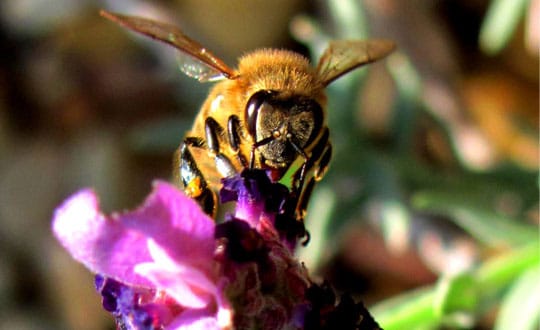 To Bee Or Not To Bee