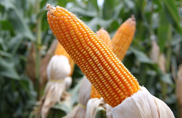 Cup Corn Recipe