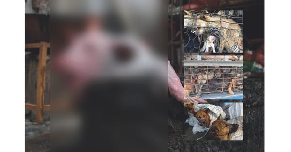 Don’t Eat That Dog