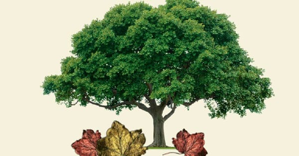 How To Manage Dried Leaves