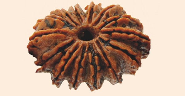 Fourteen Mukhi Rudraksha
