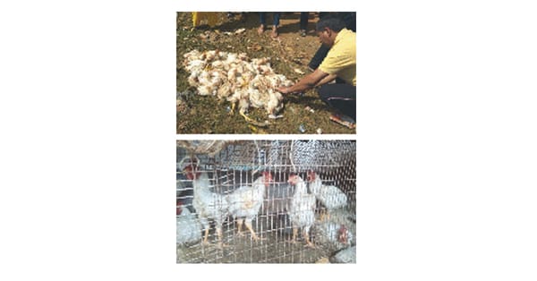 Happy New Year - Sadhaks Experience