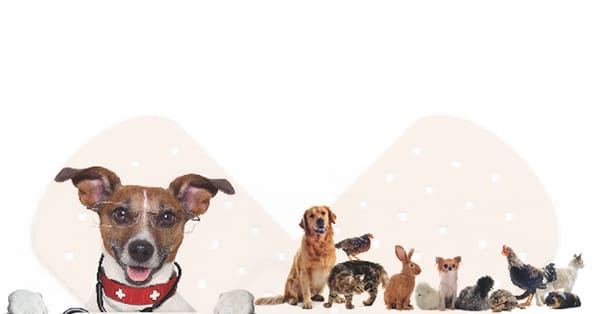 How To Help An Injured Animal