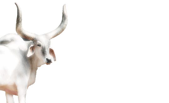 Nandi: The Divine Transceiver