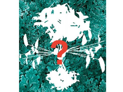 Sanjeevani Booti –  a herb for real?