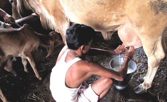 The Economics Of Cows