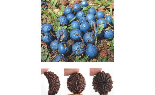 The Sacred Bead Rudraksha