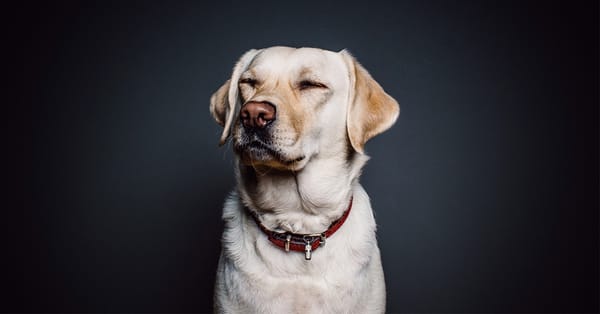 8 Laws And 3 Rights You Should Know To Save Animals