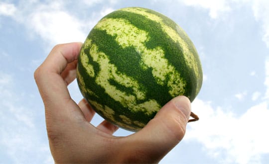 What’s In A Watermelon?