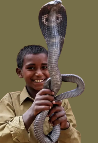 Fearless Harmony- Snake Village - Fine Balance