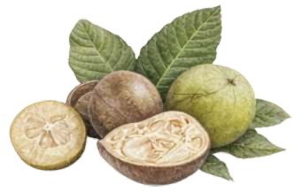 Triphala - The Wonder Medicine