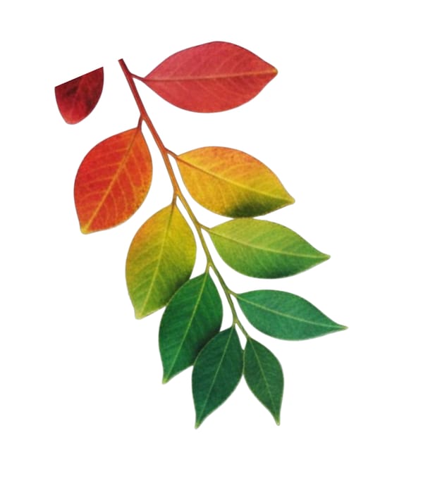 A Symbolic Relationship: Plants & Colours